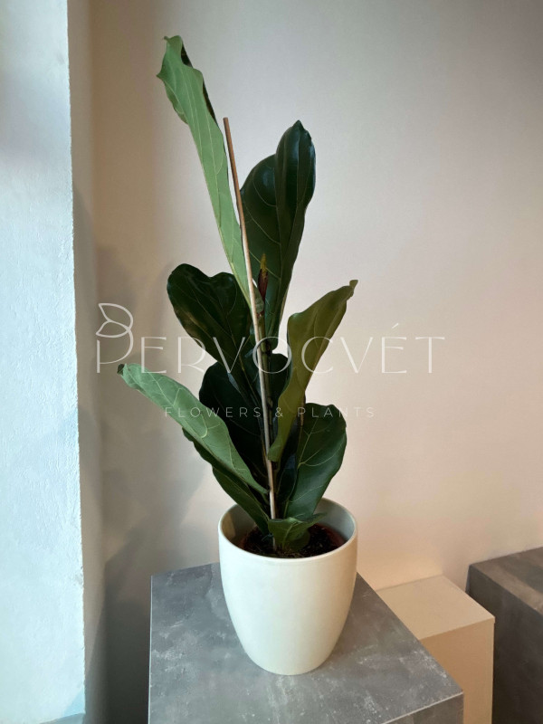 Фикус Лирата 90 см