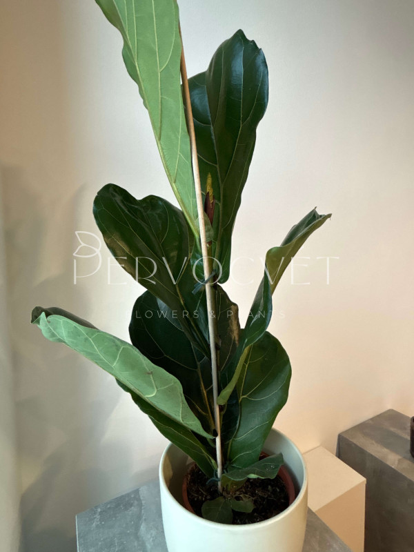 Фикус Лирата 90 см