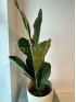 Фикус Лирата 90 см