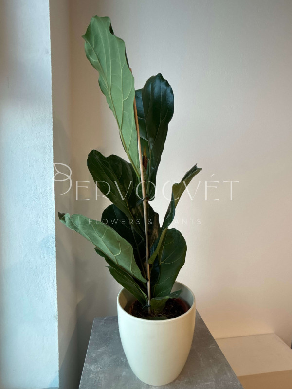 Фикус Лирата 90 см