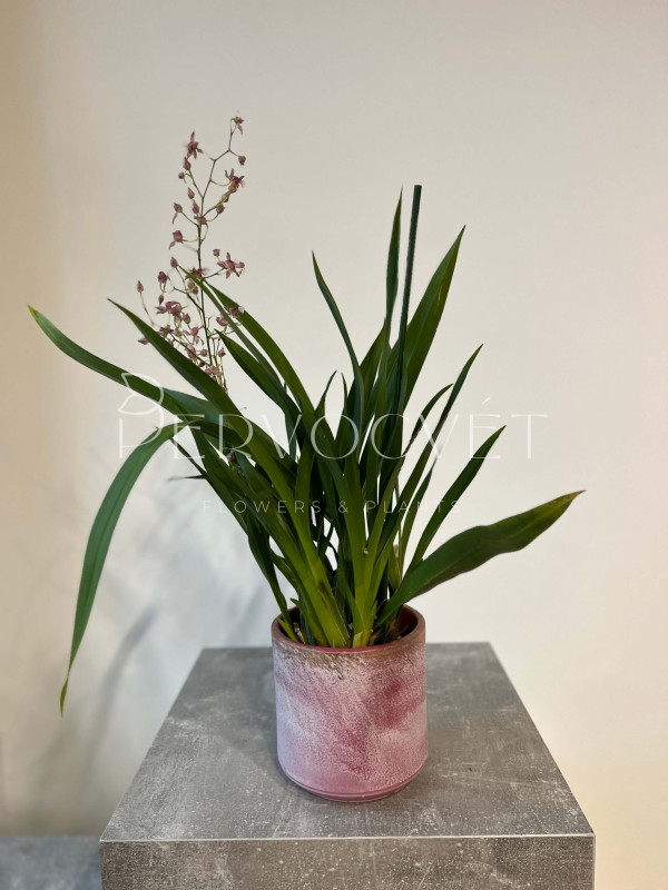 Орхидея Онцидиум 60 см