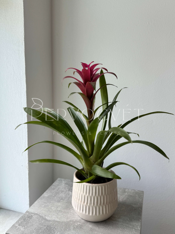 Гузмания 50 см