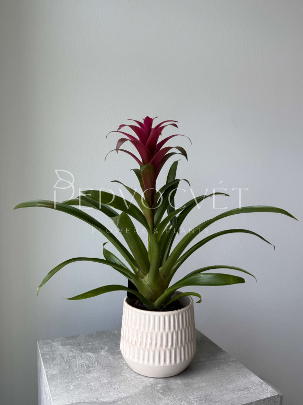 Гузмания 50 см