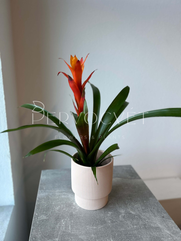 Гузмания 50 см