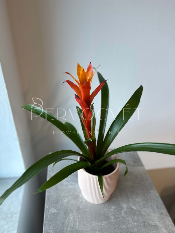 Гузмания 50 см