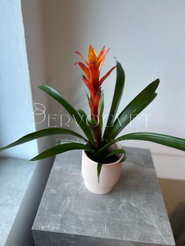 Гузмания 50 см