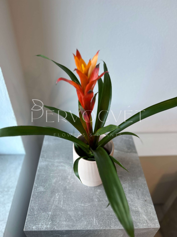 Гузмания 50 см