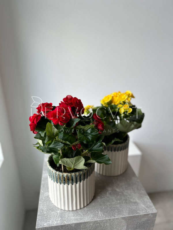 Бегония Микс 30 см