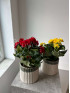 Бегония Микс 30 см