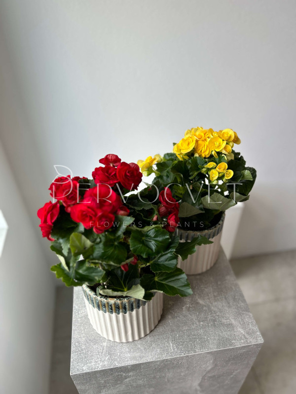 Бегония Микс 30 см