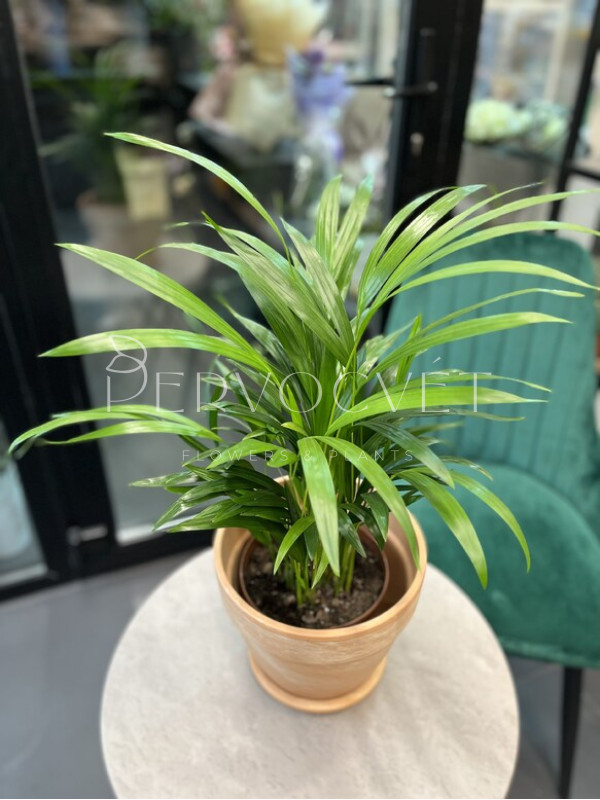 Арека Дипсис 50 см