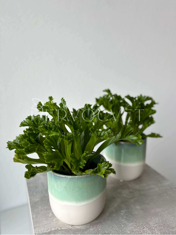 Асплениум Лесли 30 см