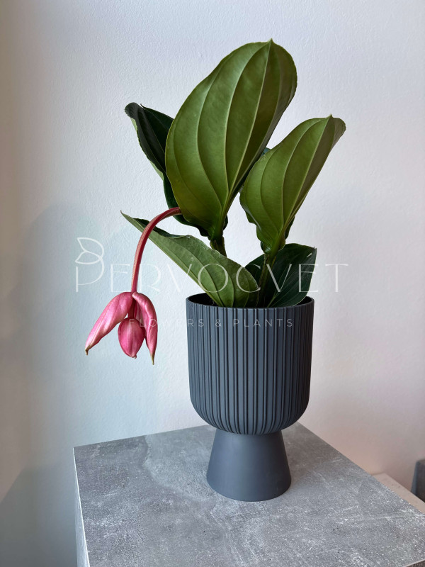 Мединилла 40 см