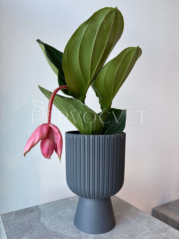 Мединилла 40 см