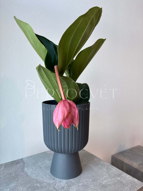 Мединилла 40 см