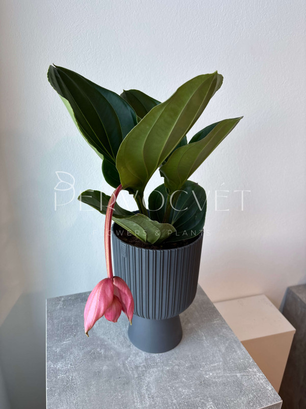 Мединилла 40 см