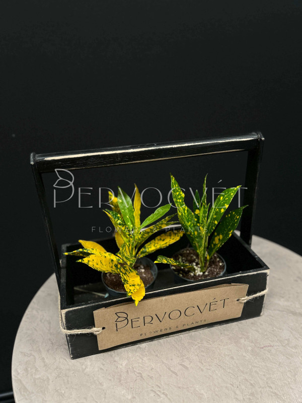 Кодиеум Кротон Голд 20 см