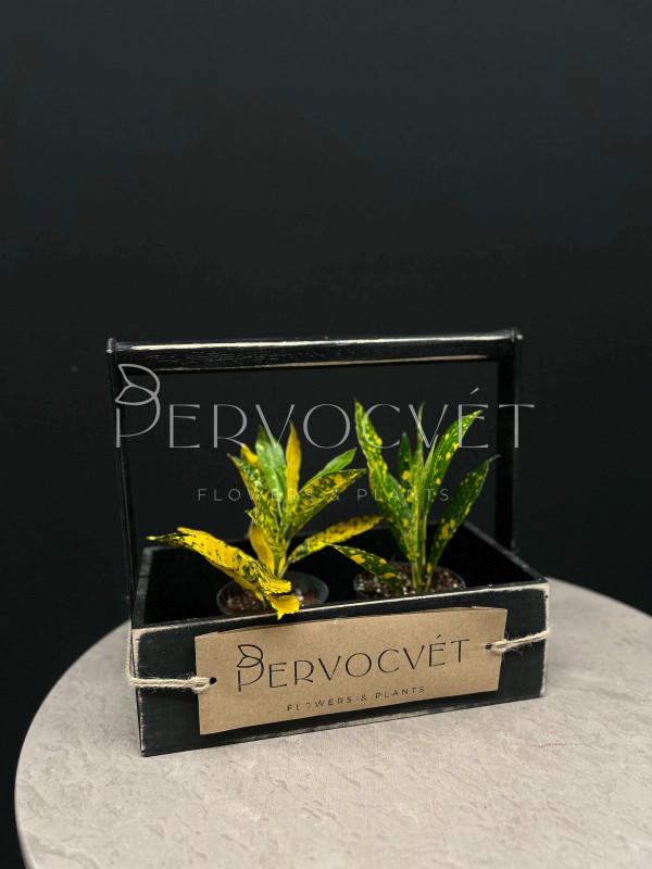 Кодиеум Кротон Голд 20 см