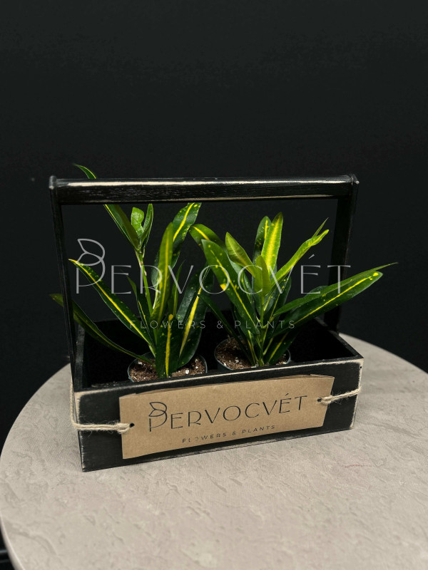 Кодиеум Кротон Санни Голд 20 см