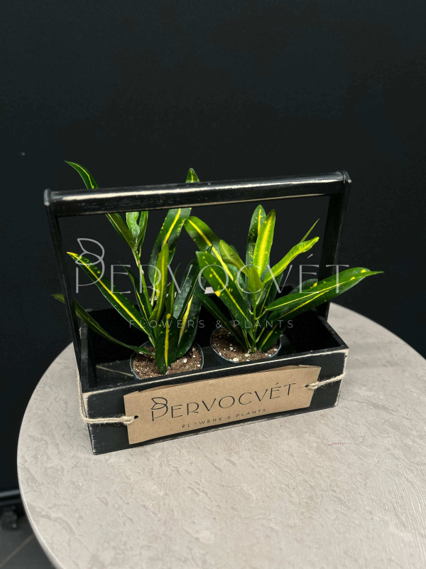 Кодиеум Кротон Санни Голд 20 см