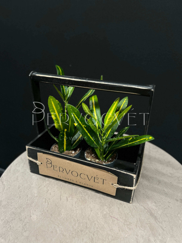 Кодиеум Кротон Санни Голд 20 см