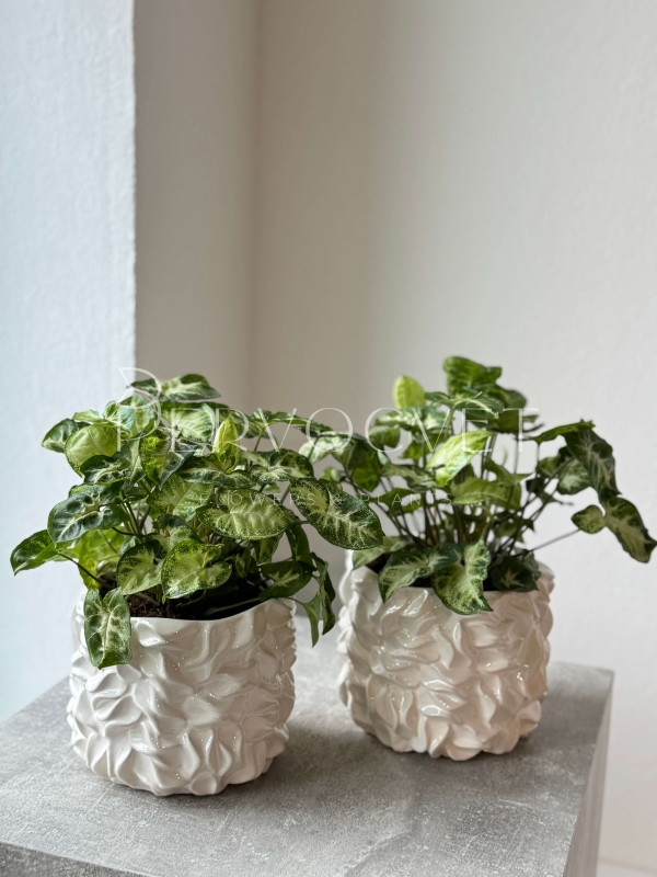 Сингониум Пикси 20 см