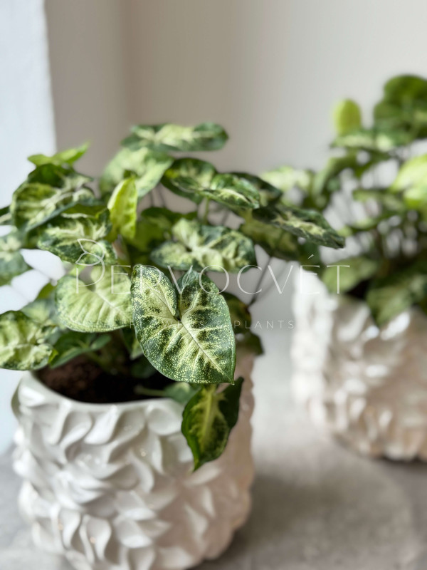 Сингониум Пикси 20 см