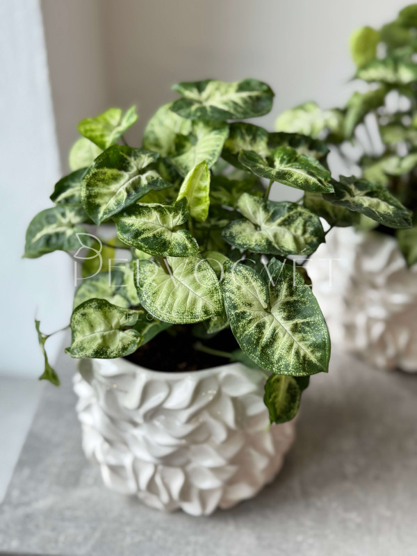 Сингониум Пикси 20 см