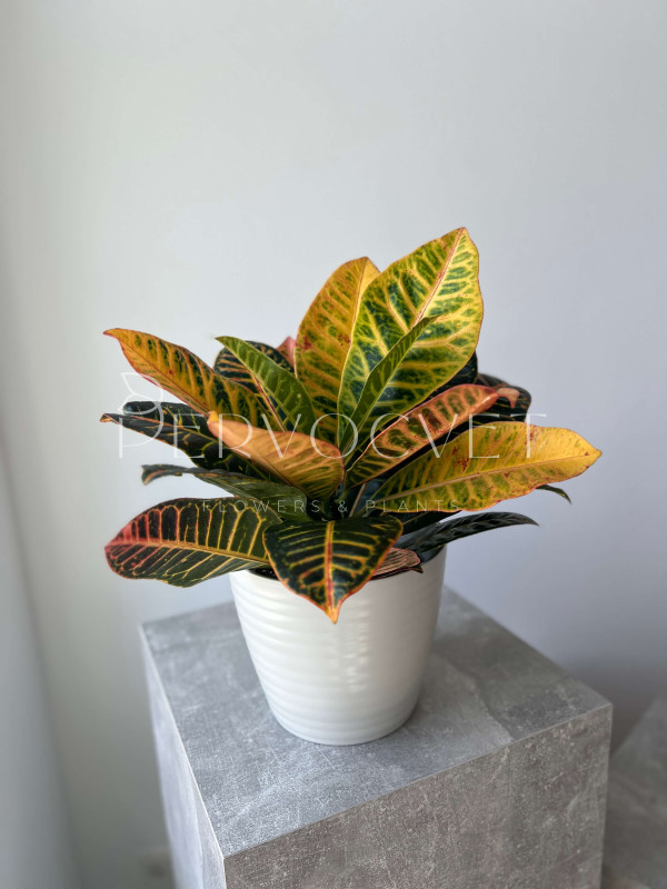 Кодиеум Кротон Петра 50 см