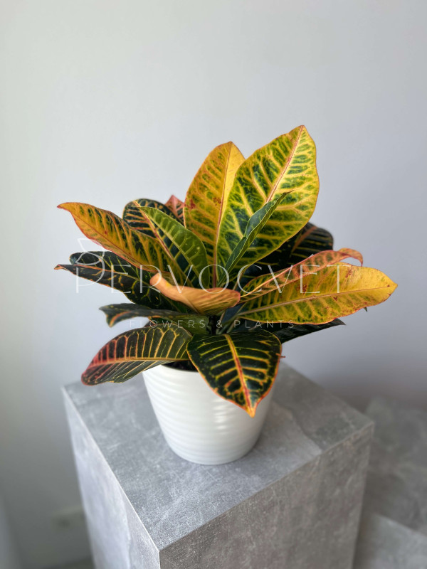 Кодиеум Кротон Петра 50 см
