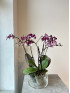Орхидея Фаленопсис Микс 2 стрелки 50 см