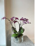 Орхидея Фаленопсис Микс 2 стрелки 50 см