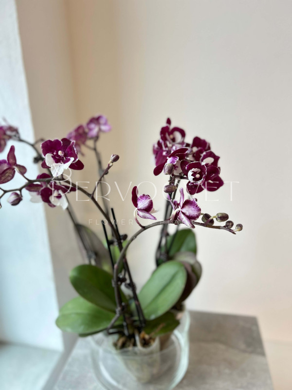Орхидея Фаленопсис Микс 2 стрелки 50 см