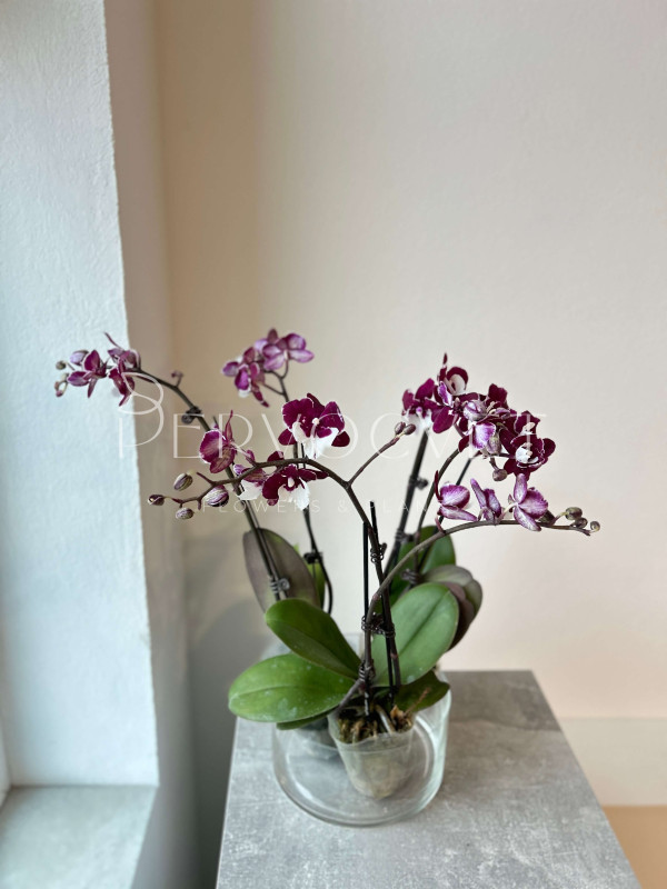 Орхидея Фаленопсис Микс 2 стрелки 50 см