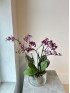 Орхидея Фаленопсис Микс 2 стрелки 50 см