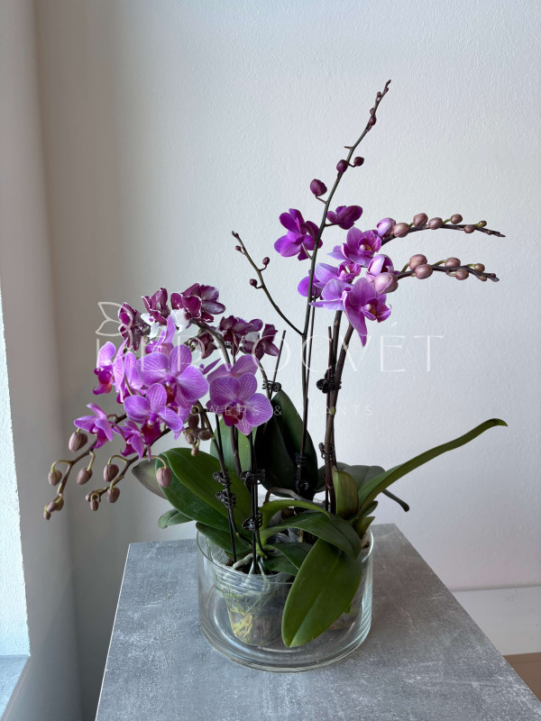Орхидея Фаленопсис Микс 2 стрелки 50 см