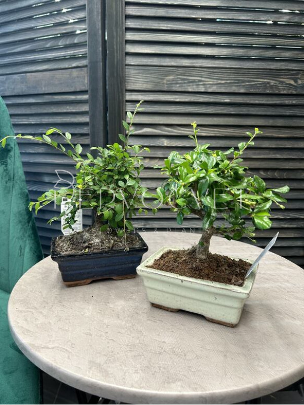 Бонсай В Кашпо 25 см