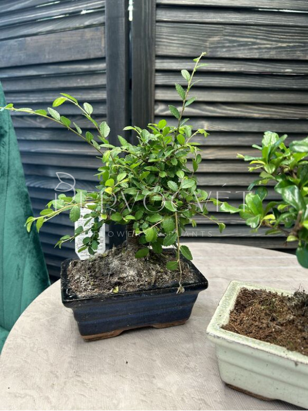 Бонсай В Кашпо 25 см