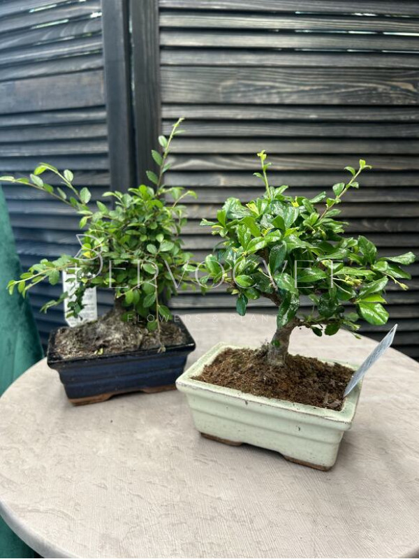 Бонсай В Кашпо 25 см