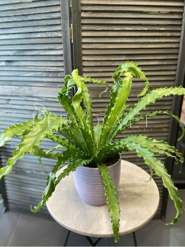 Асплениум Нидус 60 см