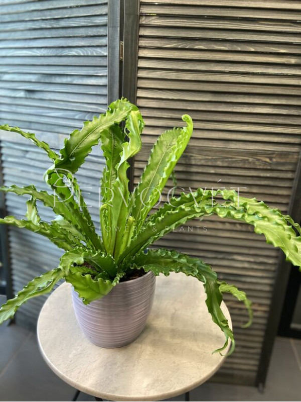 Асплениум Нидус 60 см