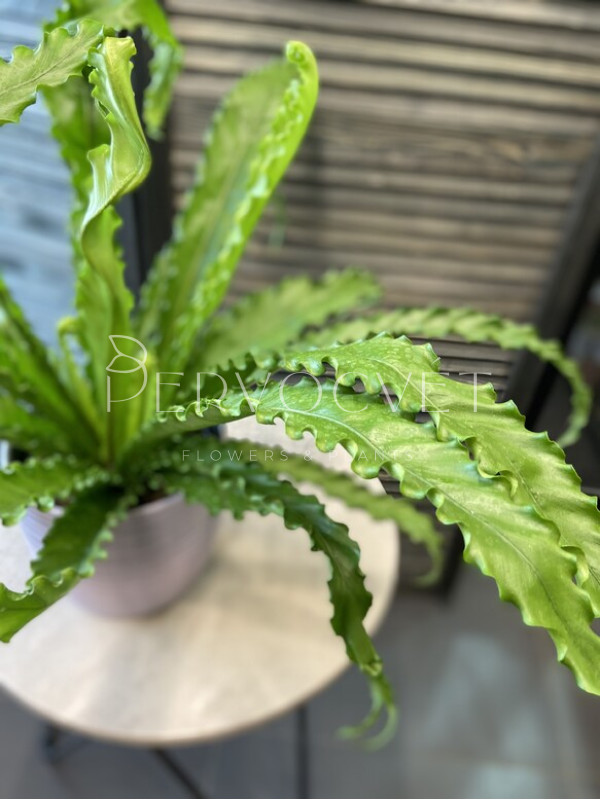 Асплениум Нидус 60 см