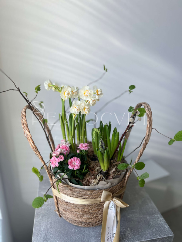 Корзина первоцветов #1 нарцисс, гиацинт, гвоздика