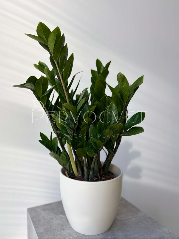 Замиокулькас Лоддигеза 60 см (d18 см)