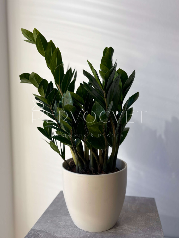 Замиокулькас Лоддигеза 60 см (d18 см)