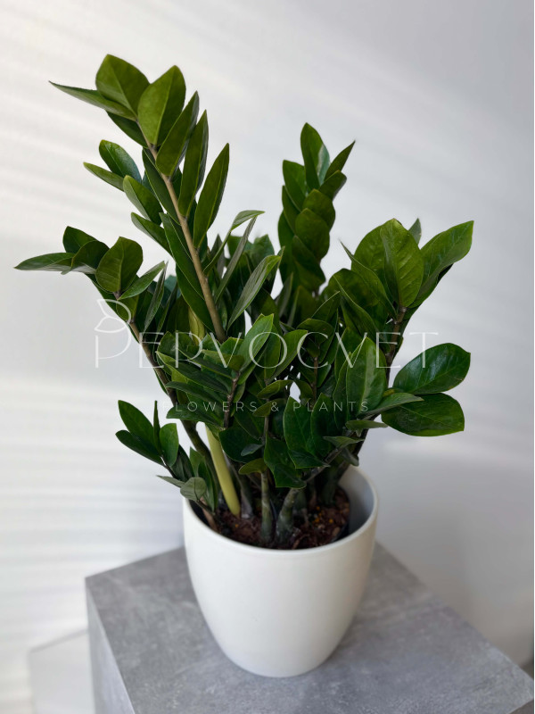 Замиокулькас Лоддигеза 60 см (d18 см)