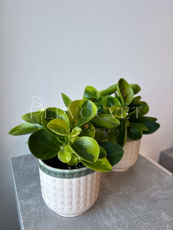 Пеперомия Вариегата Грин Голден 25 см