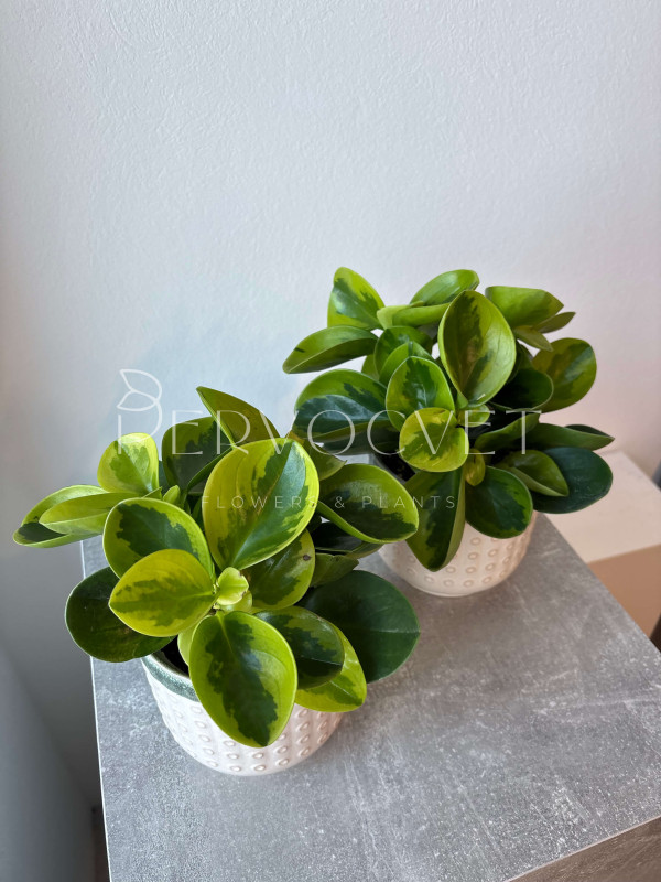 Пеперомия Вариегата Грин Голден 25 см