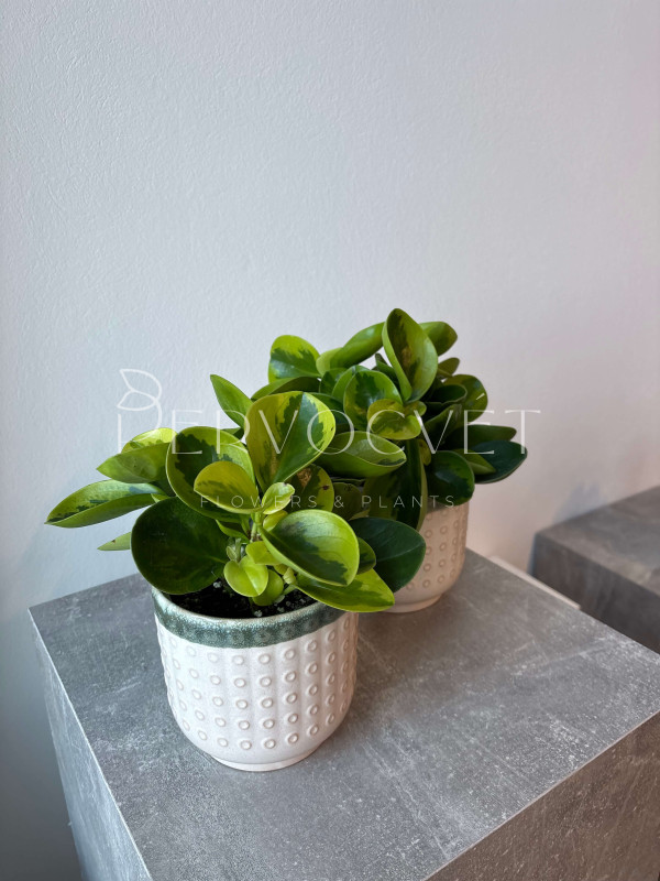 Пеперомия Вариегата Грин Голден 25 см