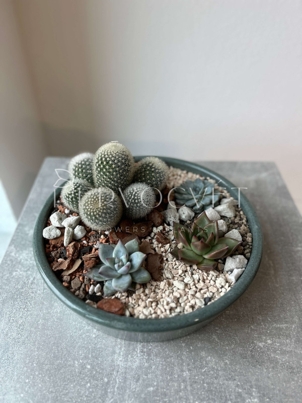 Флорариум #5 с эхевериями